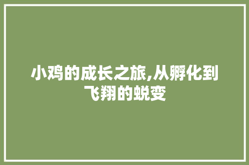 小鸡的成长之旅,从孵化到飞翔的蜕变