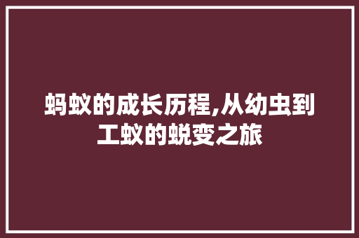 蚂蚁的成长历程,从幼虫到工蚁的蜕变之旅