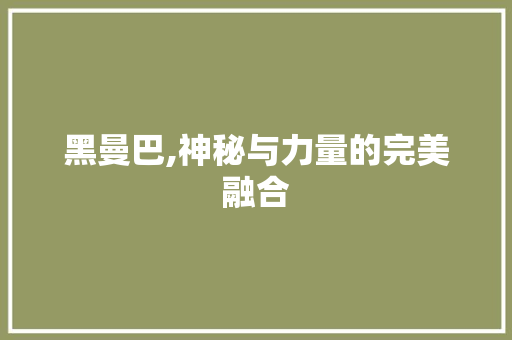 黑曼巴,神秘与力量的完美融合 Web前端