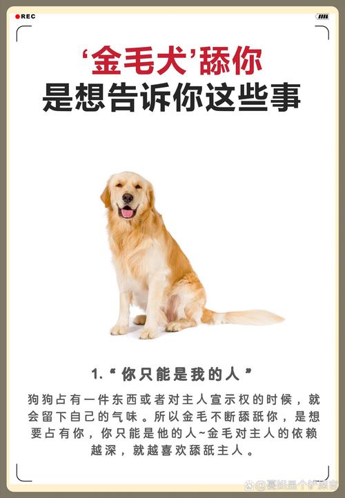狗电影网站,狗狗视角下的世界，带你领略犬界风采 狗电影网站,狗狗视角下的世界，带你领略犬界风采 友链在线