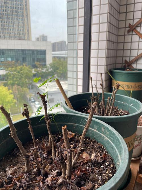 茉莉花网站搭建,打造个性化在线教育平台的成功之路 茉莉花网站搭建,打造个性化在线教育平台的成功之路 建站教程