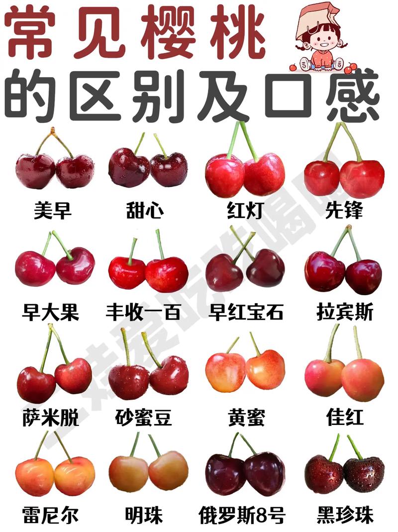 樱桃网站设计,打造高效、用户体验至上的在线平台 樱桃网站设计,打造高效、用户体验至上的在线平台 SEO教程